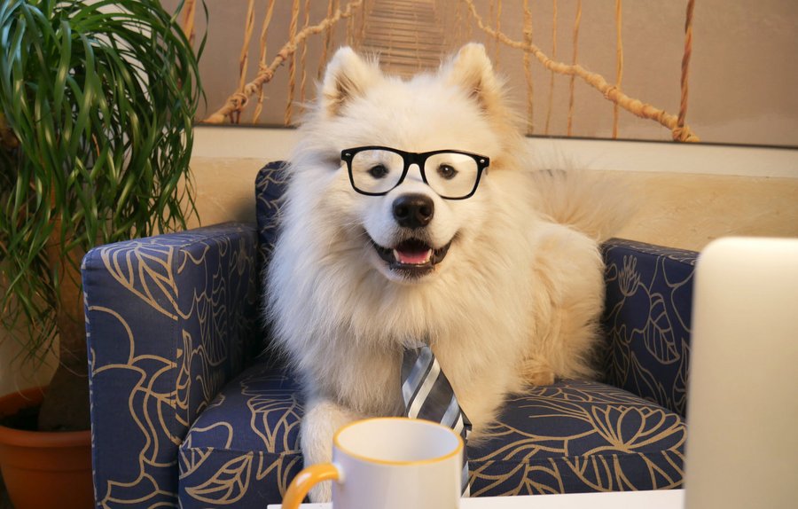 Ein flauschiger weißer Hund trägt eine schwarz umrandete Brille und eine Krawatte und sitzt auf einem Sessel mit Blumenmuster. Auf dem Tisch vor dem Hund steht eine „BRAINWORKS“-Tasse neben einem Laptop. Neben dem Sessel ist eine große Pflanze zu sehen und im Hintergrund ist ein dekoratives Wandbehang zu sehen.